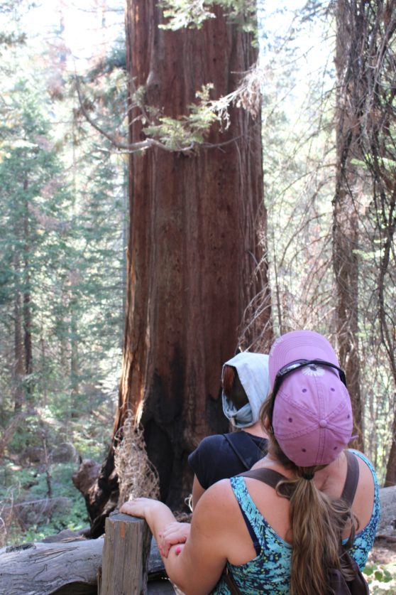 16-big-tree-yosemite